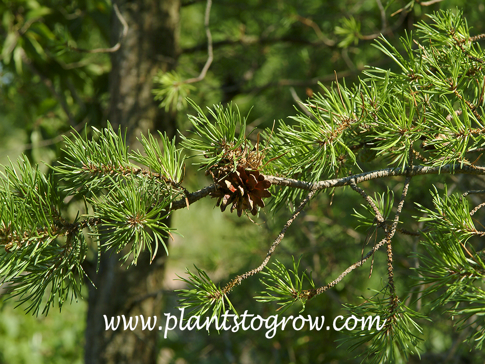 Jack Pine (Pinus banksiana) Plants To Grow Plants Database by Paul S